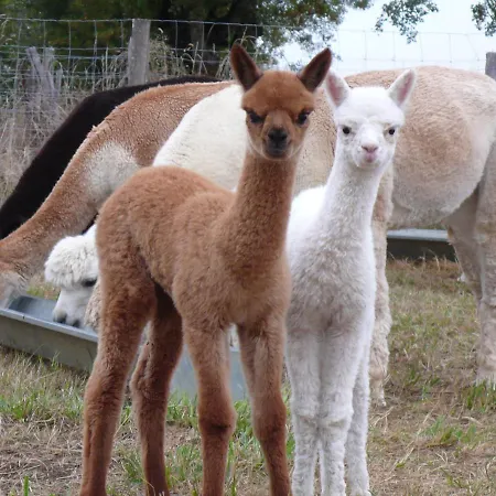 Alpagas Du Quercy *