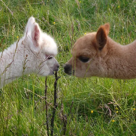 Alpagas Du Quercy 팜스테이 Frayssinet